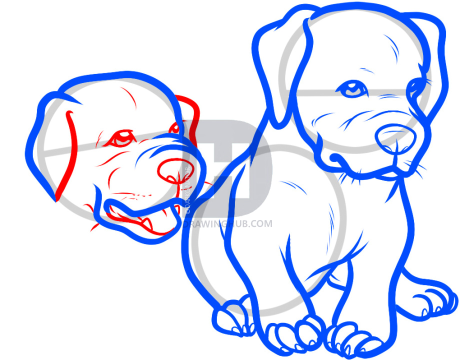 920x720 How To Draw Baby Pitbulls, Baby Pitbulls, Step