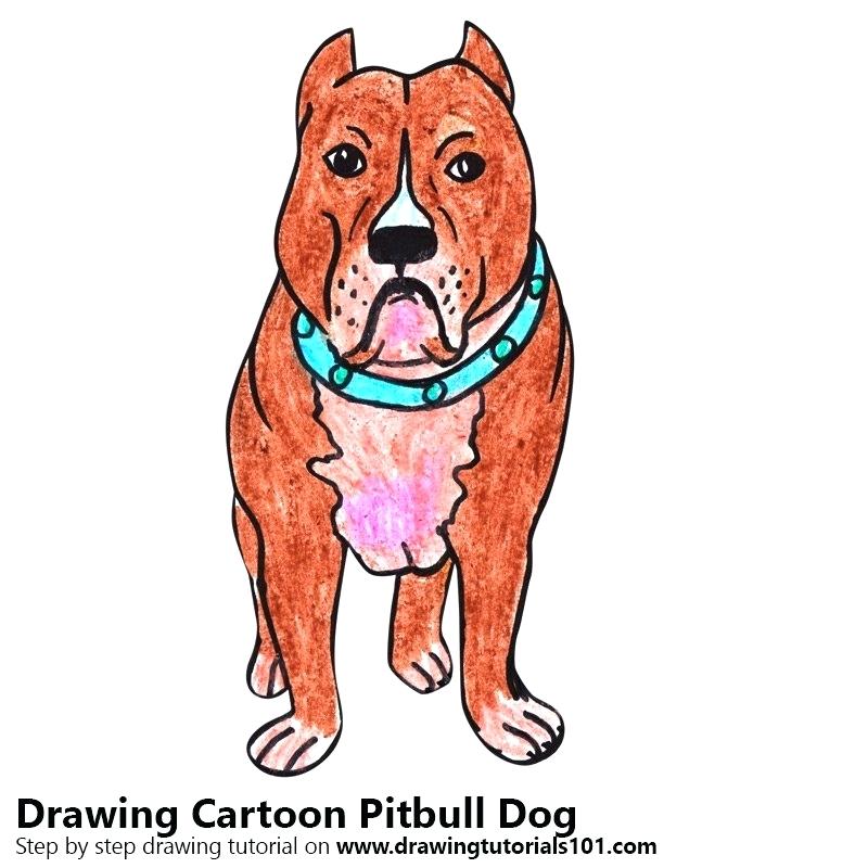 800x800 Pitbull Drawing