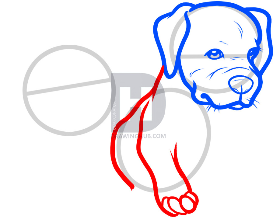 920x720 How To Draw Baby Pitbulls, Baby Pitbulls, Step