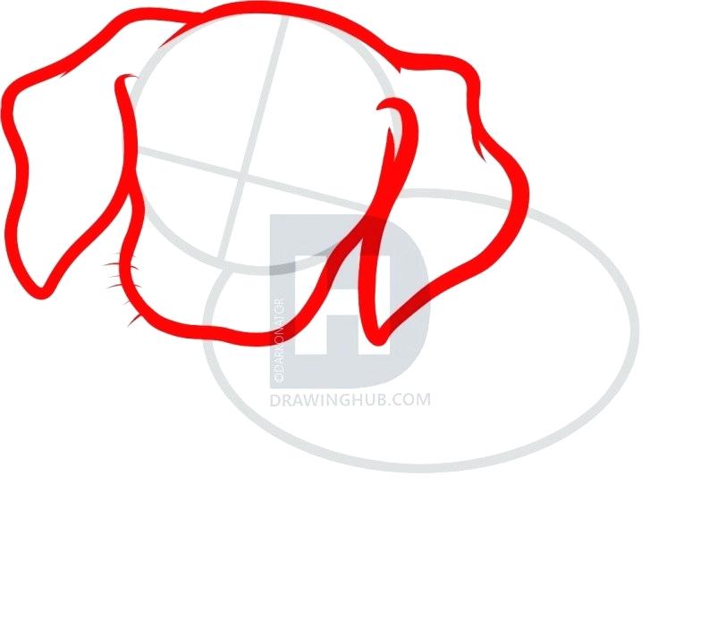 793x720 Puppy Face Drawing Pitbull Puppy Face Drawing