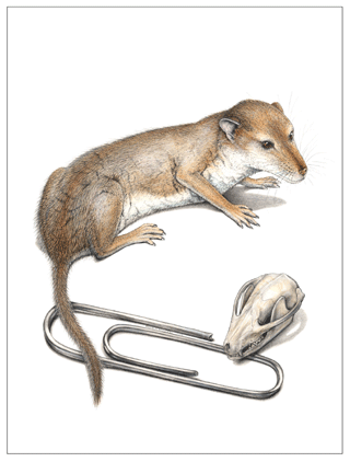 320x422 Klinger's Illustrations Bring Creatures To Life Carnegie Mellon