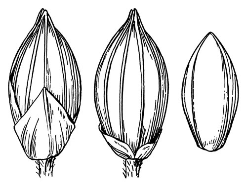 500x381 Panicum Philadelphicum Subsp Gattingeri