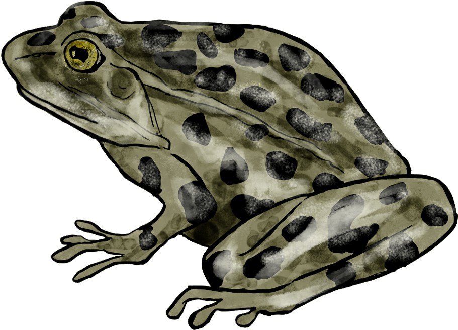 911x656 Download Graphic Royalty Free Library Bullfrog Drawing Northern