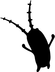 191x251 collection of free phytoplankton drawing white background