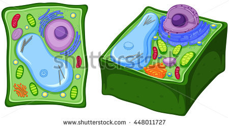 450x252 Collection Of Free Cellular Clipart Plant Cell Download On Ui Ex
