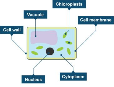 365x280 Diagram Of A Plant Cell Biology Ecology Unit Science Facts