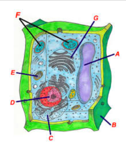 420x496 Eukaryote Plant Cell Diagram Diagram Quizlet