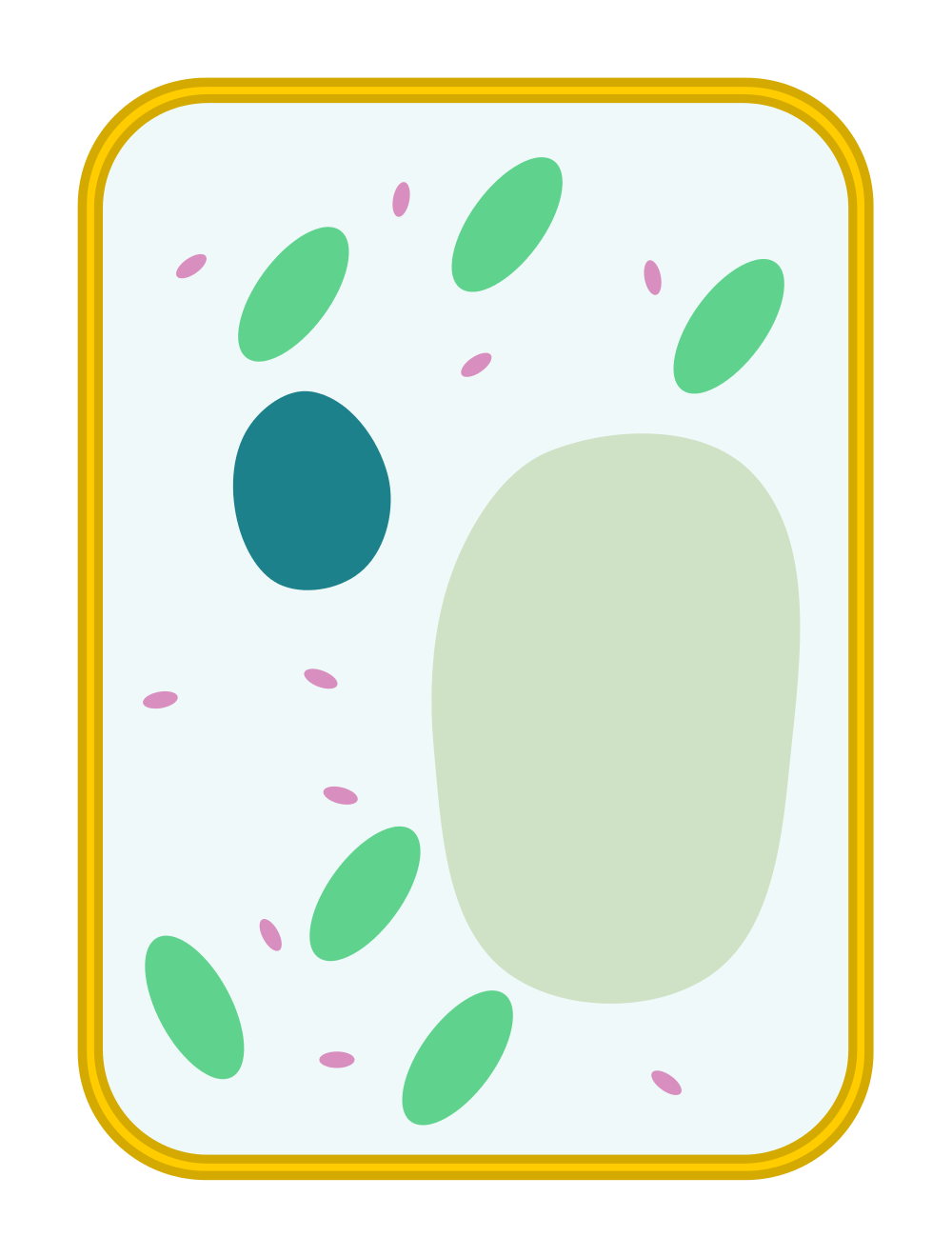 1000x1320 Plant Cell Drawing Without Labels
