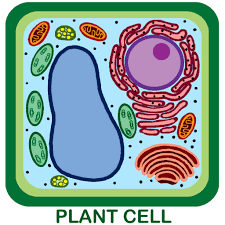 225x225 Plant Cell Drawing