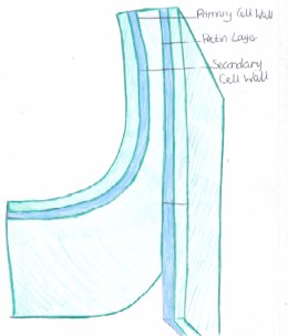 260x304 Plant Cell Wall Structure And Function Pdf