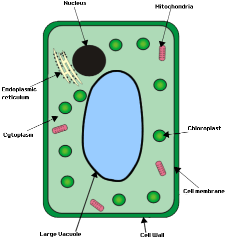 450x479 Simple Plant Cell Drawing