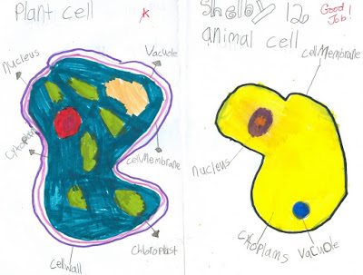 400x303 Altenburg's Construction Crew Plant And Animal Cells