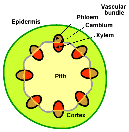 256x261 Function Of The Phloem