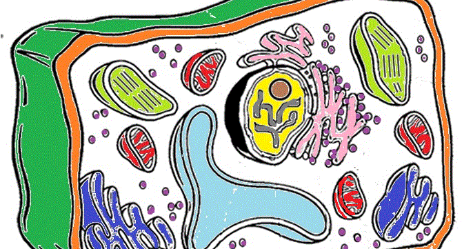 686x361 Mr Reynolds Science Jarrell Intermediate School Plant Cell Key