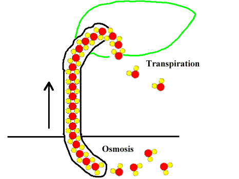 466x350 Transport Of Materials In A Flowering Plant