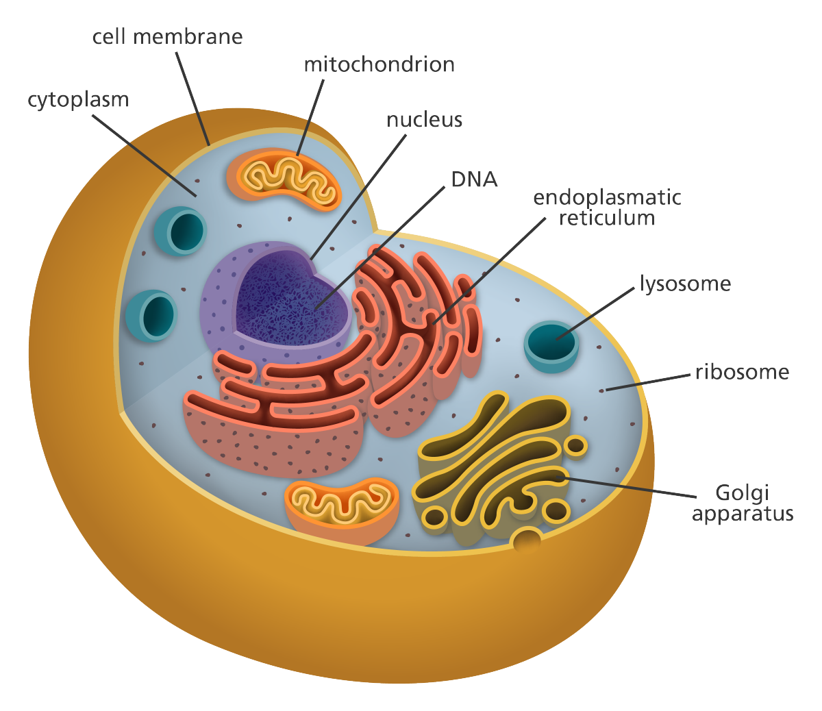 1200x1038 What Is A Cell Facts