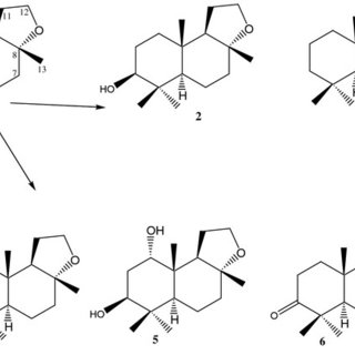 320x320 Biotransformation Of Compound