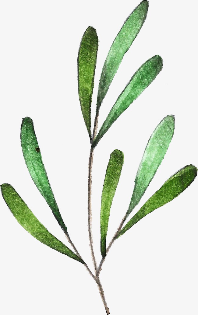 650x1035 Drawing Plant, Plant Clipart, Watercolor, Hand Painted Png Image