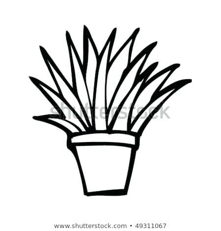 450x470 House Plant Drawing House Plants In Pots Hand Drawn Style Vector