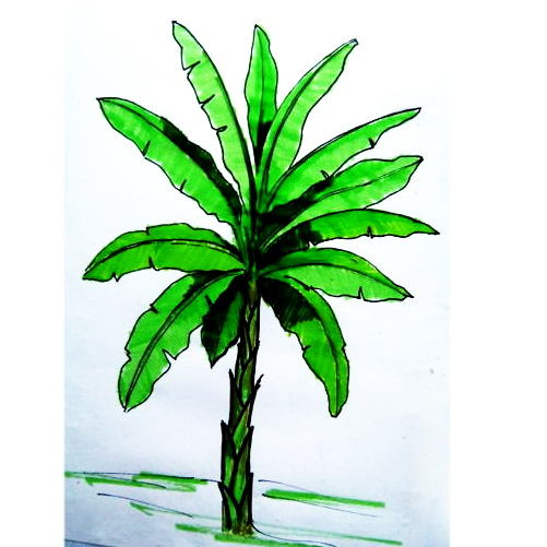 501x501 How To Draw A Banana Plant
