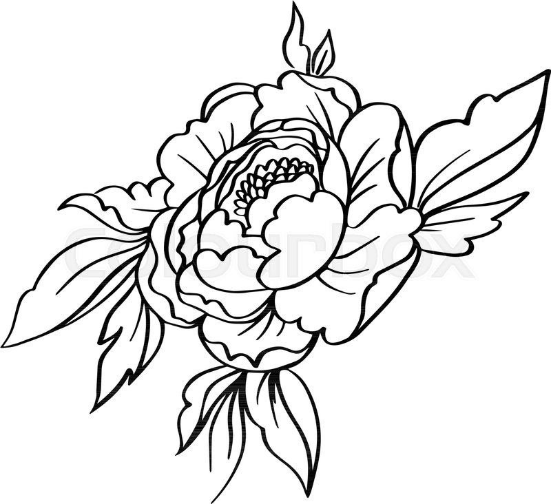 800x732 Vector Black White Contour Simple Stock Vector Colourbox