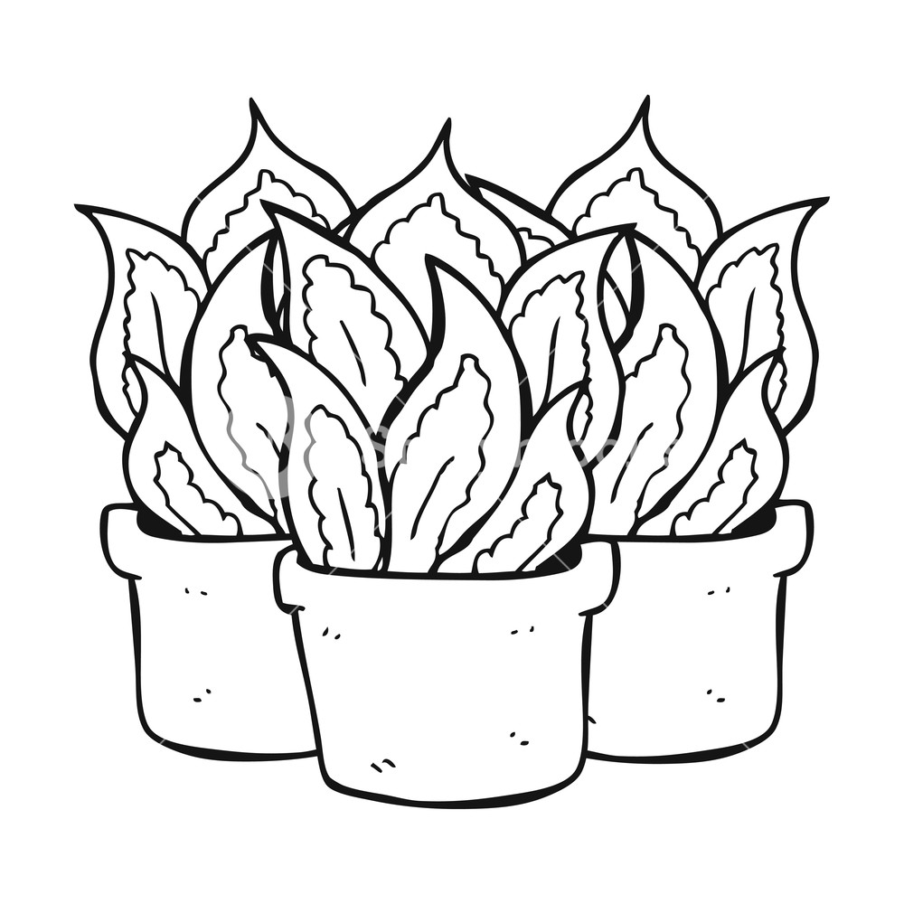 1000x1000 Freehand Drawn Black And White Cartoon House Plants Royalty Free