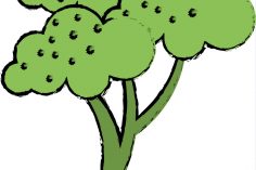 236x157 Broccoli Plant Drawing Easy Cute Elephant Human Face Rose But Cool