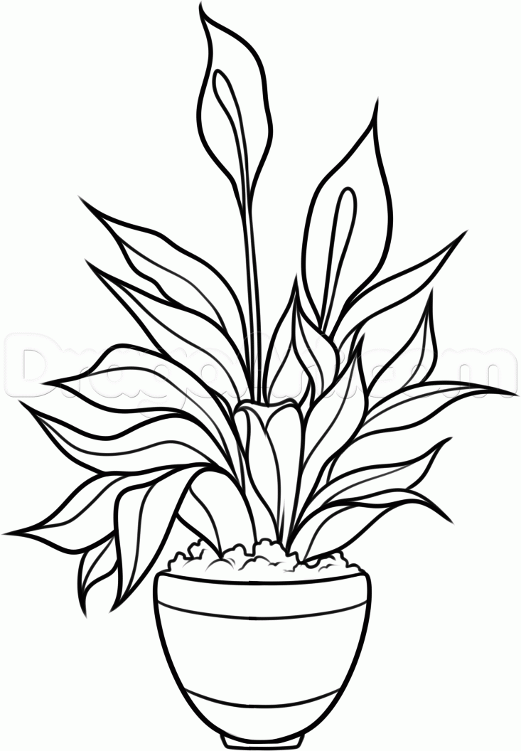 Plant Drawing For Kid