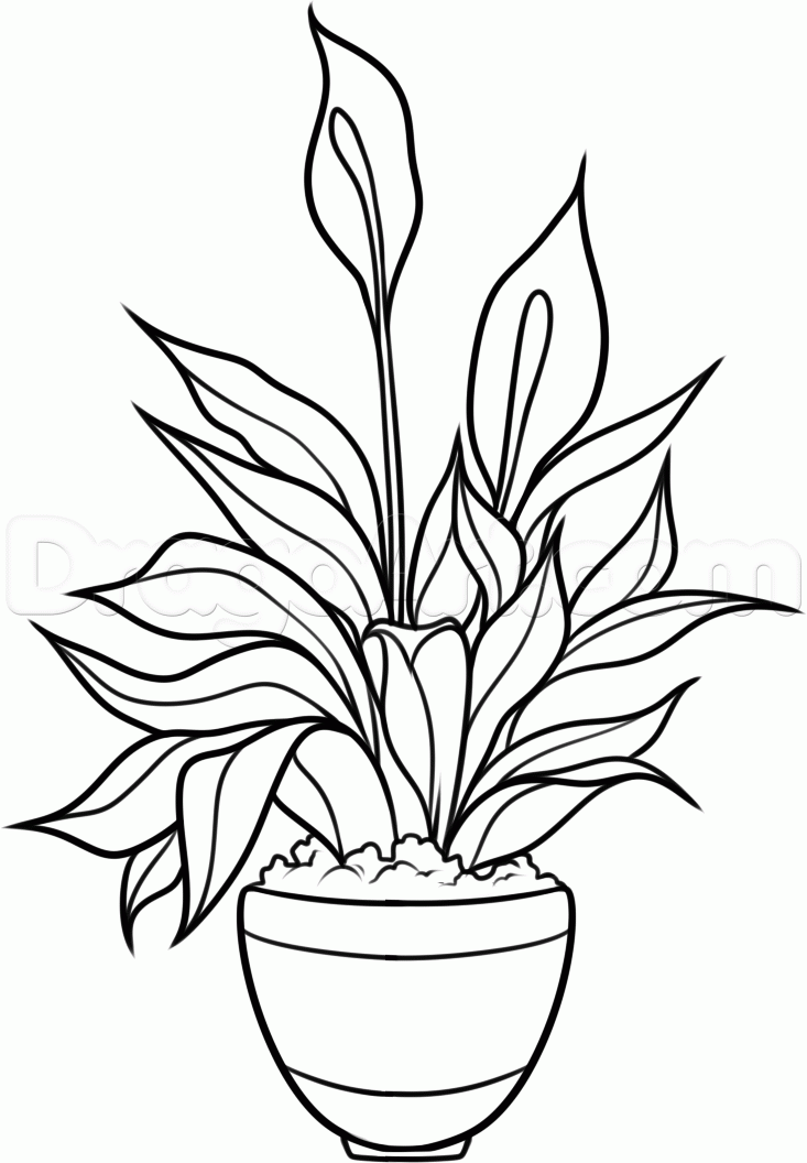Succulent Plant Drawing Free Download On ClipArtMag Succulent Plant Drawing Free Download On ClipArtMag
