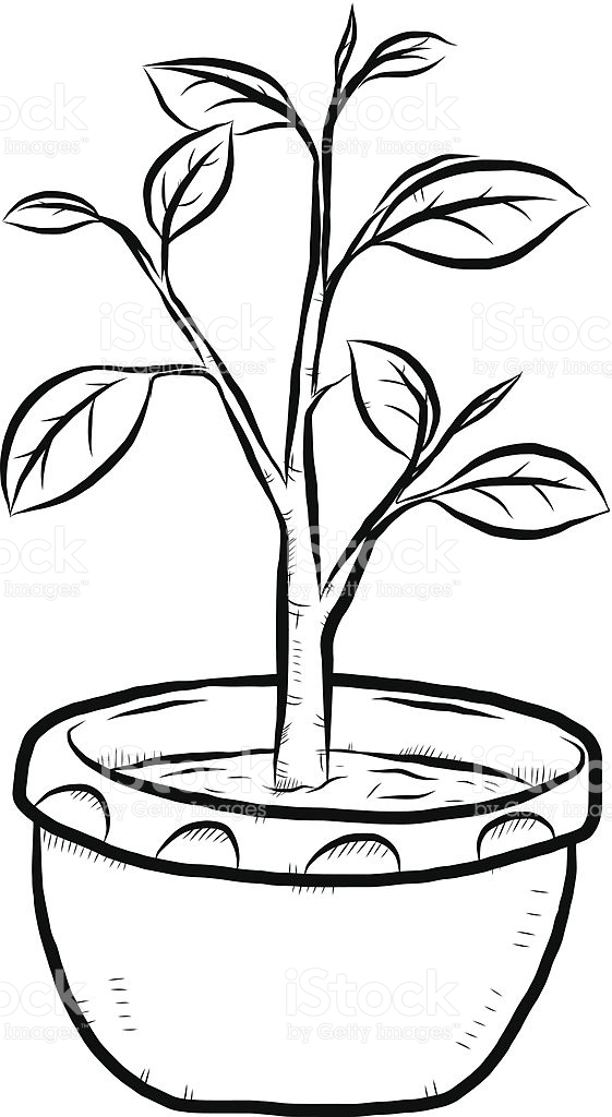561x1024 Flower Pot Black And White Images