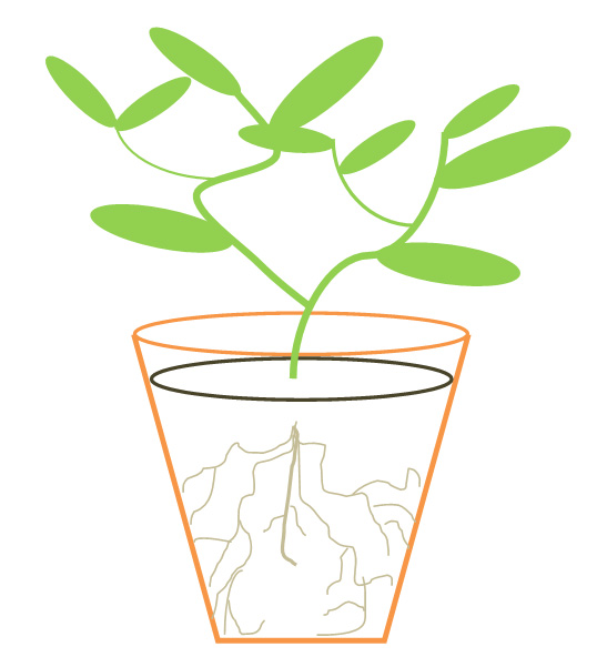 547x592 The Poignancy Of Restricted Roots