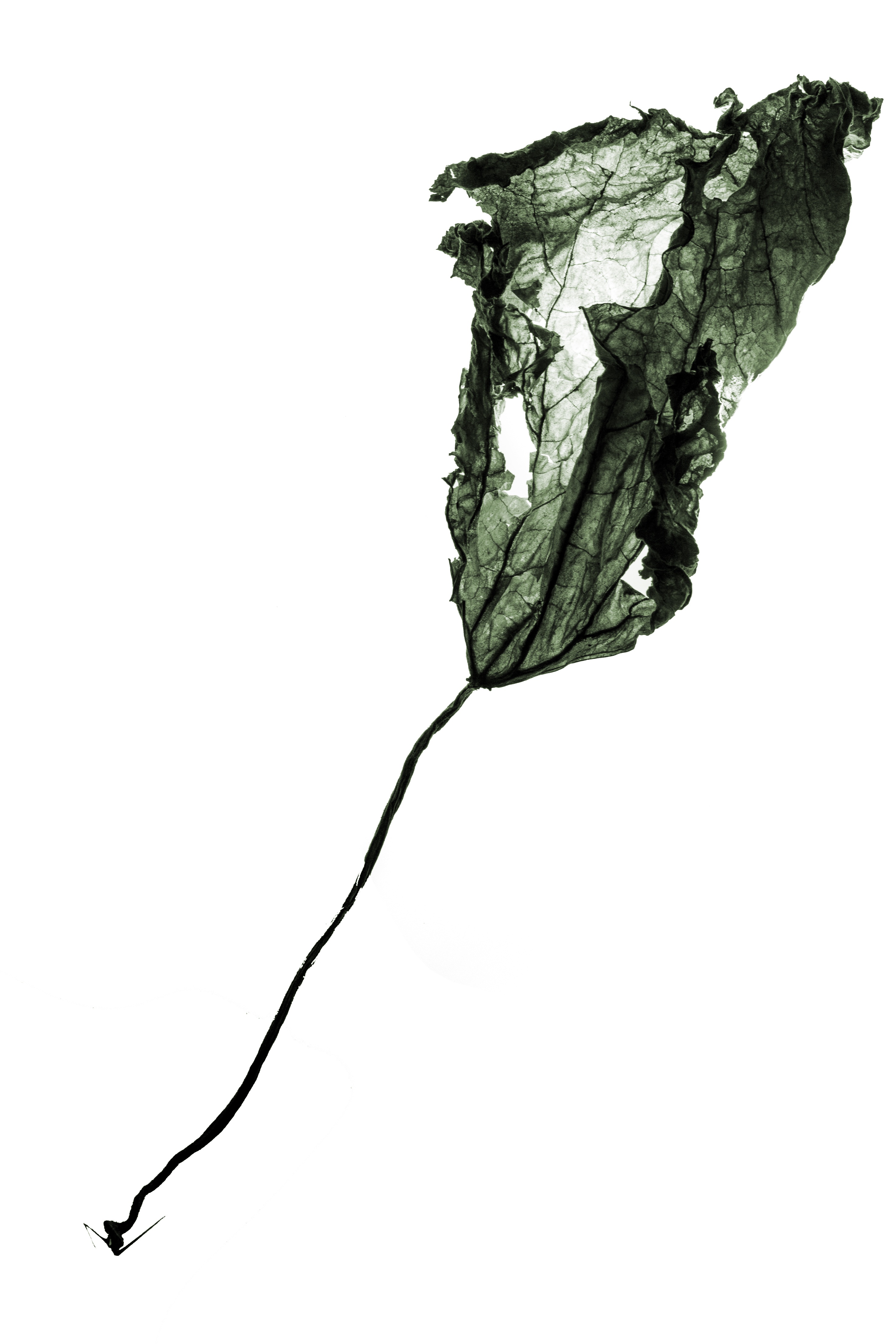 2946x4420 Free Images Branch, Silhouette, Plant, Leaf, Flower, Still Life