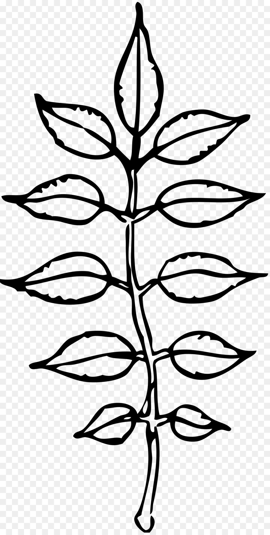 900x1780 Leaf, Drawing, Plant, Transparent Png Image Clipart Free Download