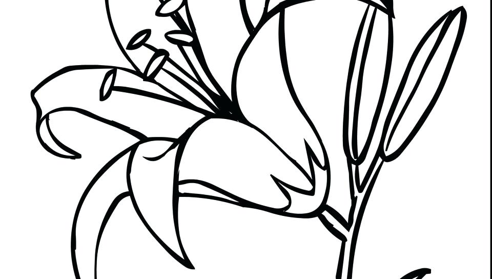 960x544 Plants Coloring