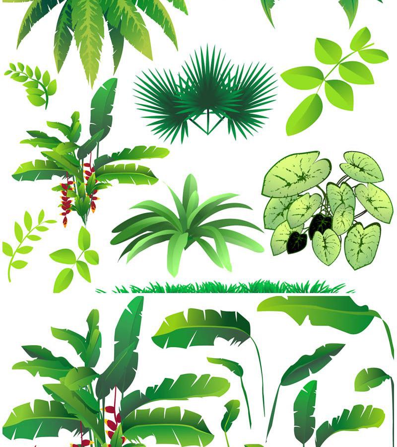 800x900 Tropical Rainforest Plants Drawings Outstanding Safari Coloring