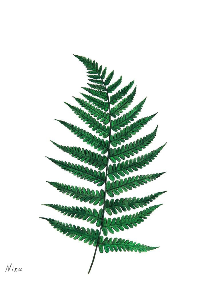 700x1017 Fern Drawing