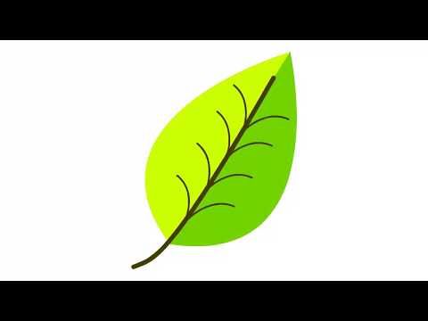 480x360 Leaf Drawing