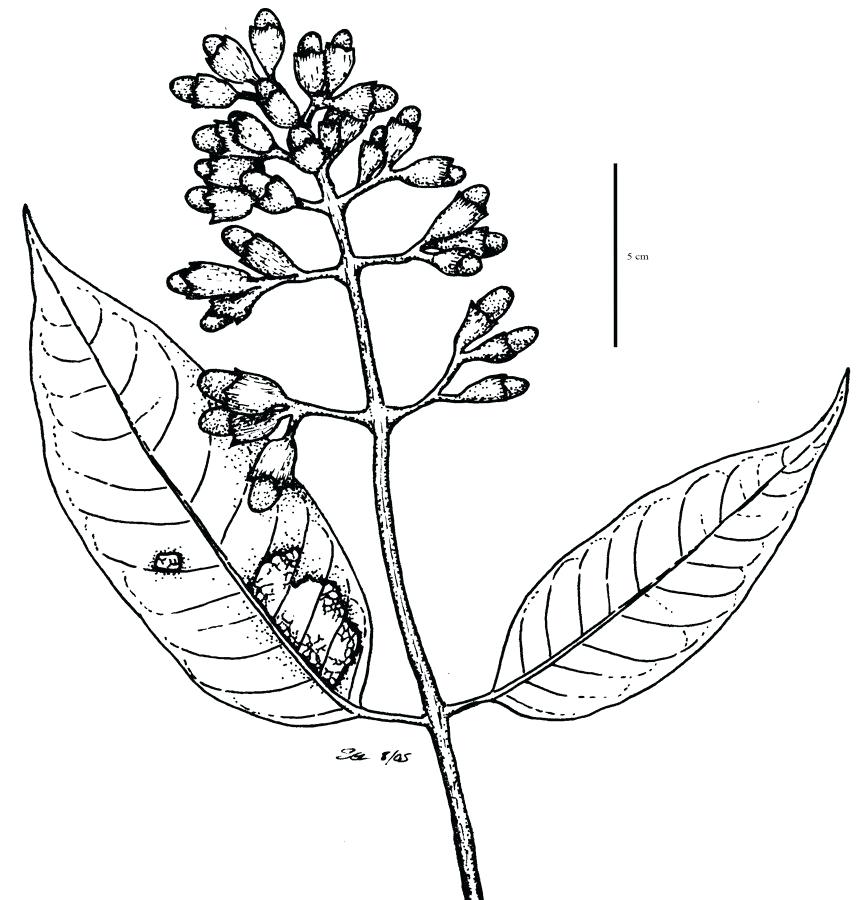 862x900 Rainforest Plants Coloring Pages