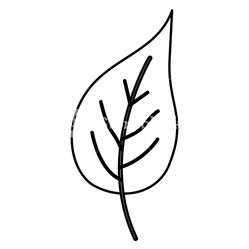 1000x1000 Sketch Contour Of Simple Leaf Plant Front View Vector Illustration