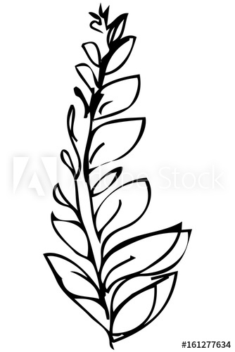 334x500 Vector Sketch Of A Plant Twig And Leaves
