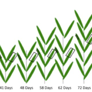 320x320 Conceptual Diagram Of The Leaf Sampling Procedure Each Plant