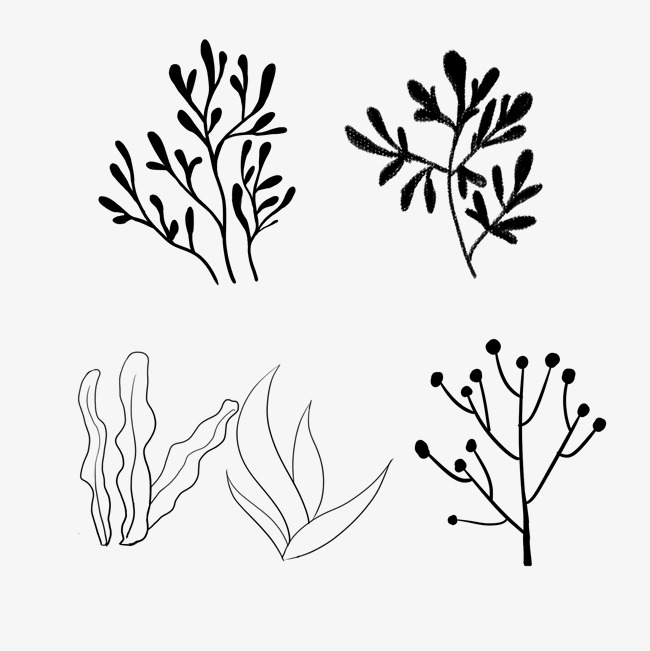 650x651 Hand Drawn Green Seaweed Line Drawing Image