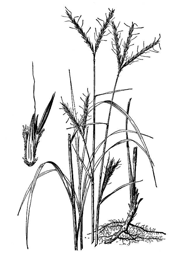 600x900 Large Image For Andropogon Gerardii