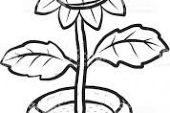 343x228 Pot Plant Line Drawing