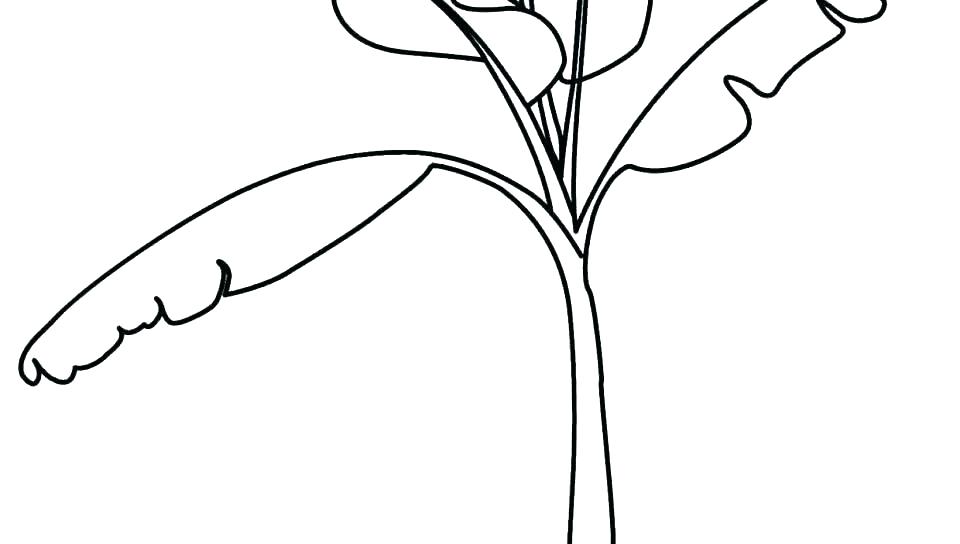 960x544 Images Of Coloring Pages Tree Roots And Stems