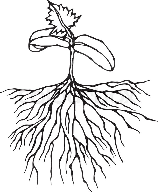 Plant Roots Drawing | Free download on ClipArtMag