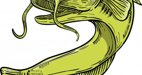 471x250 Catfish Pictures Free Drawing For Outline Channel Fish And Label