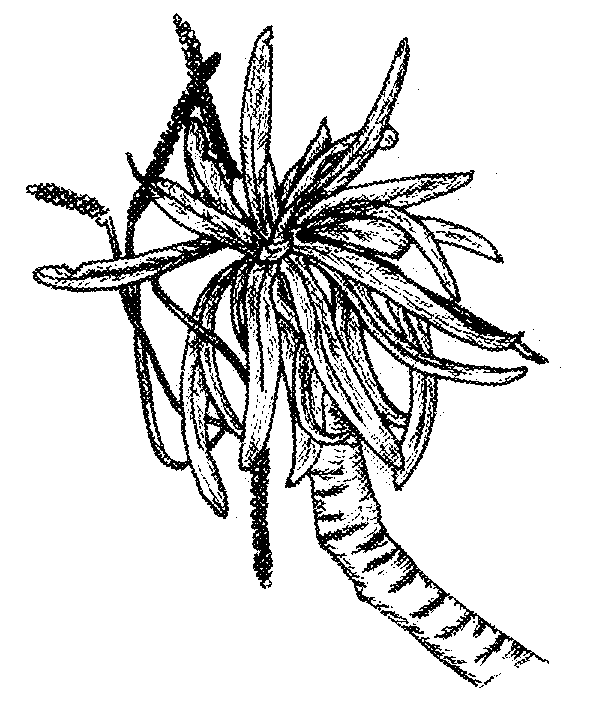 592x708 Endemics Of St Helena