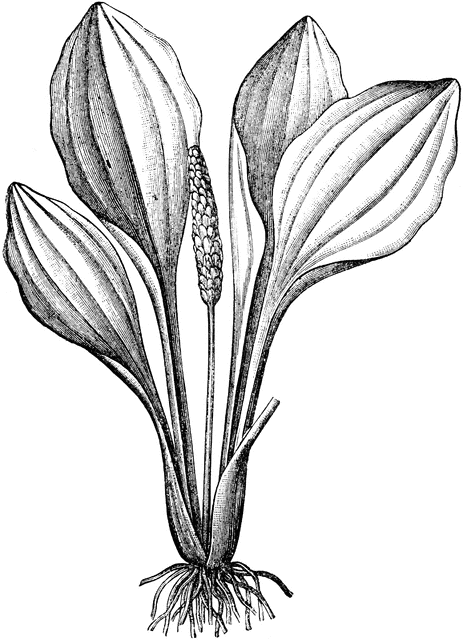 463x640 plantain flower clipart etc