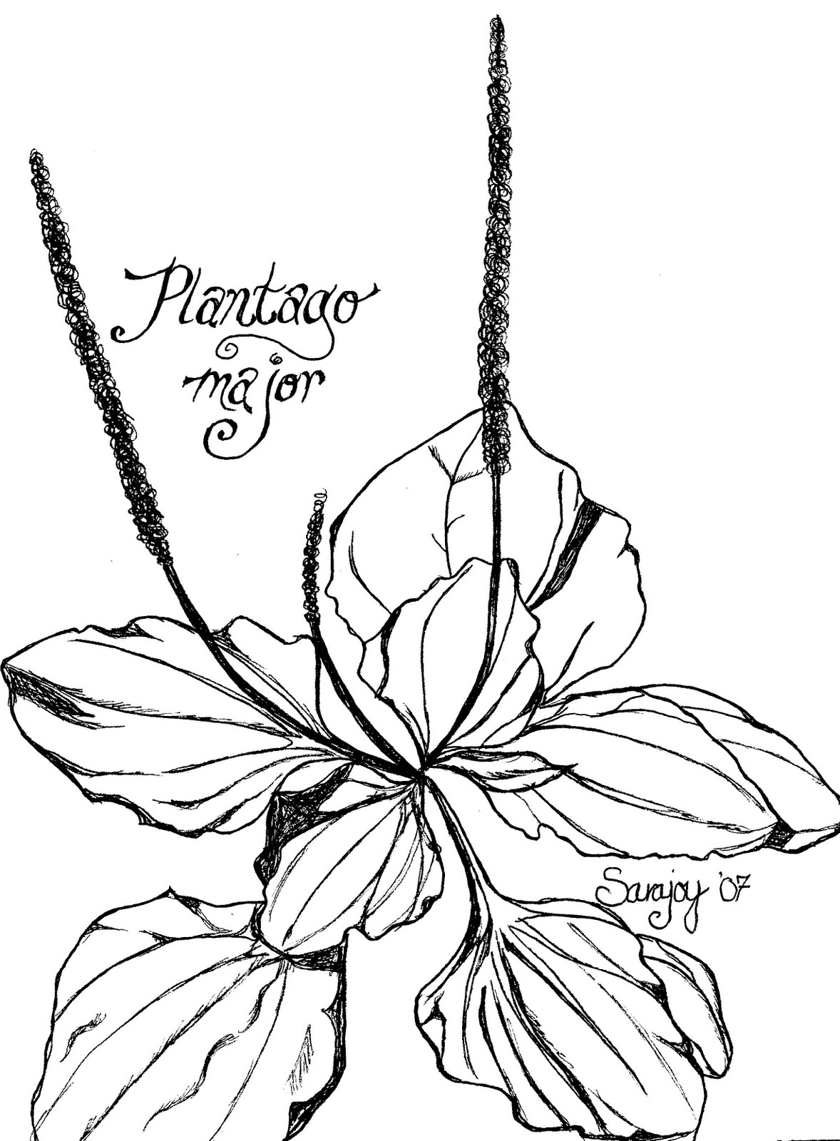 1178x1600 wild and free plantain